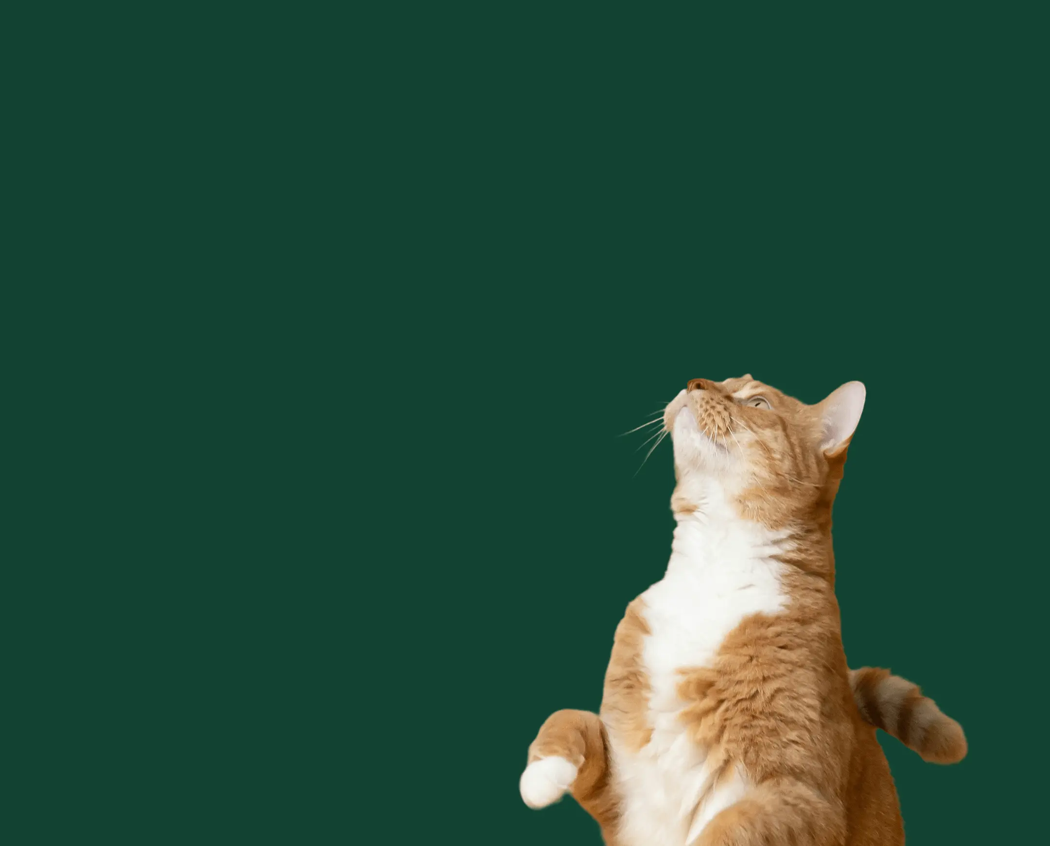 Catios UK